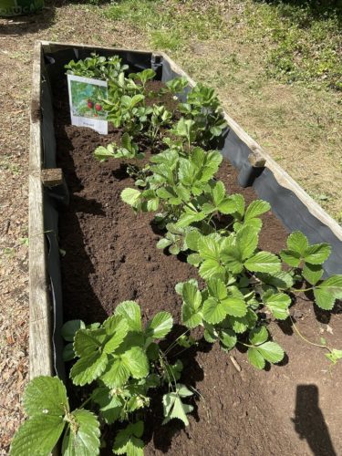 Notre potager